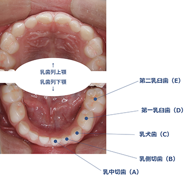 乳歯の生える時期と順序01