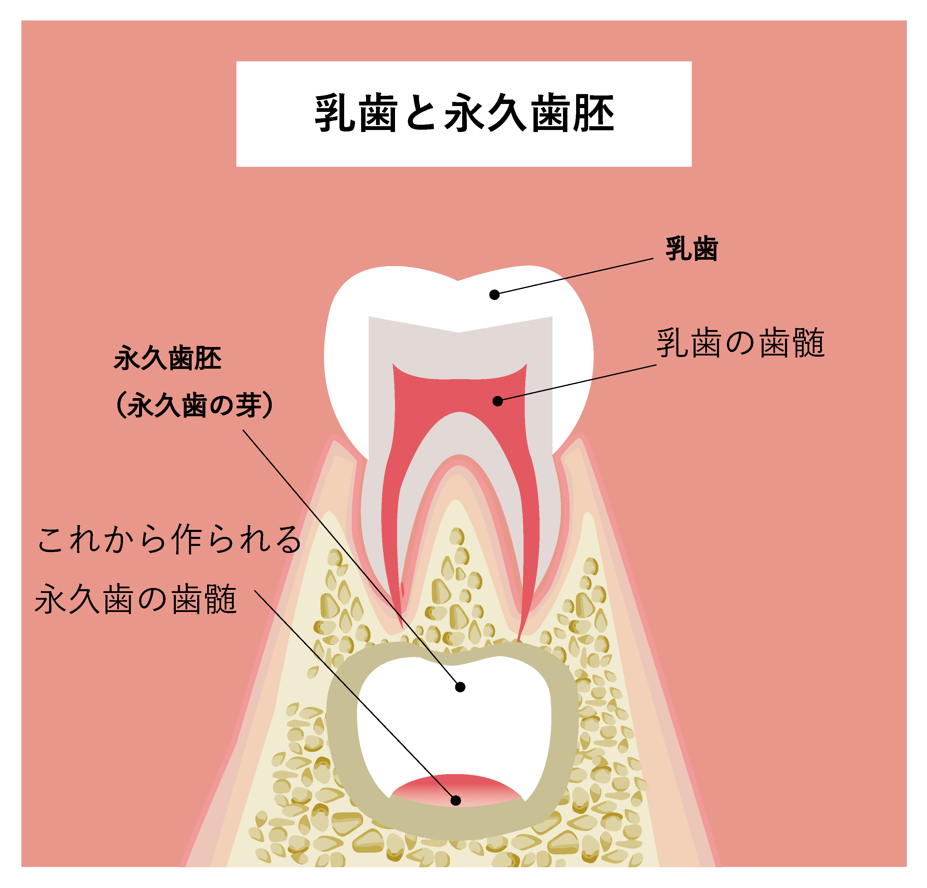 乳歯と永久歯胚
