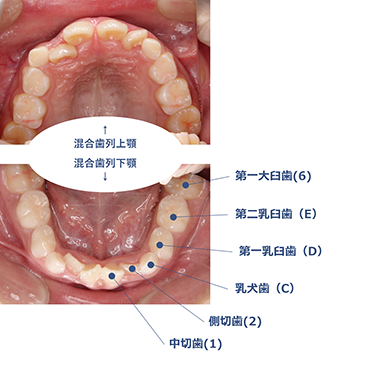 乳歯の生える時期と順序01